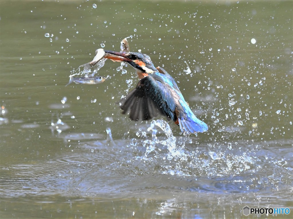 20190315-3　カワセミ