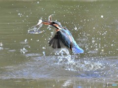 20190315-3　カワセミ