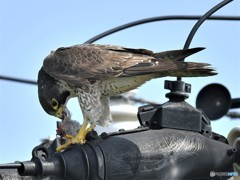 20190503-2　ハヤブサ