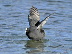 20181114-2　今日の一枚