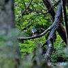 通称、ブランコ