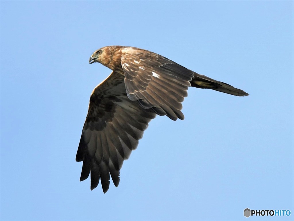 20181107-4　チュウヒ