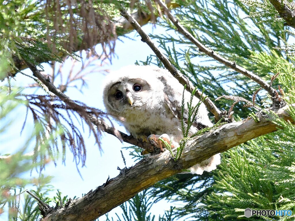 20210512　フクロウの雛-5