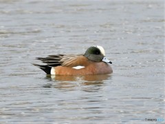 20190314-2　アメリカヒドリ