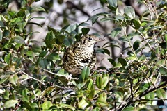 トラツグミその1