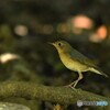 20190825　コルリの幼鳥-2