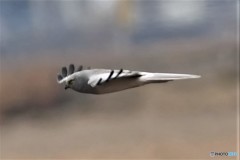 ハイチュウ飛翔その3