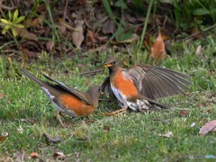 20190412-2　アカハラ