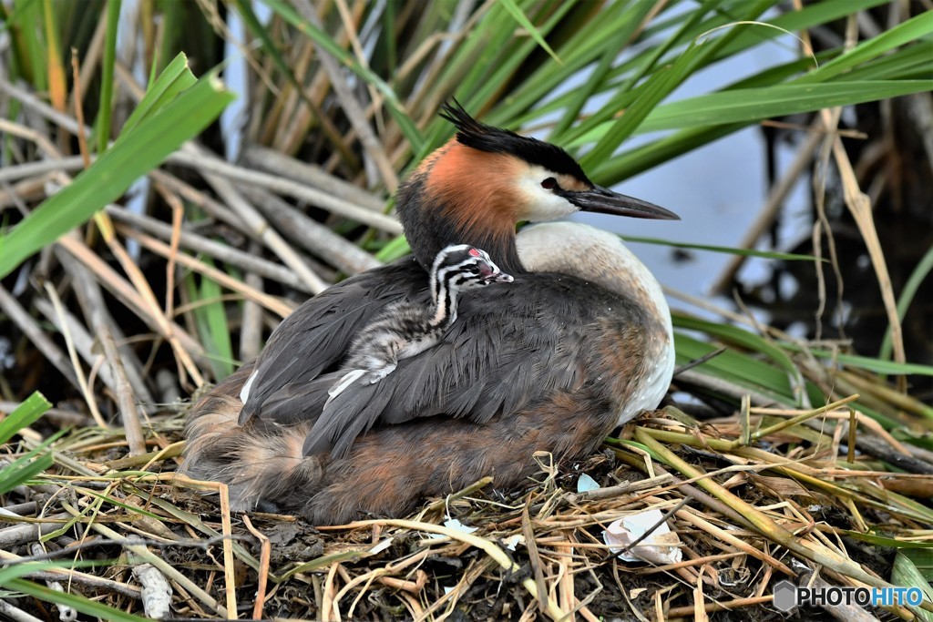 20180627-3 カンムリカイツブリ