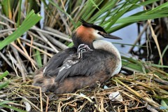 20180627-3 カンムリカイツブリ