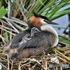20180627-3 カンムリカイツブリ
