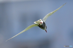 クロハラアジサシの飛翔