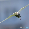 クロハラアジサシの飛翔