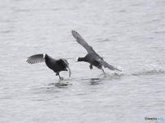 20181104-1　今日の一枚