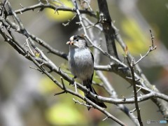 20190413　エナガの巣立ち待ち-1