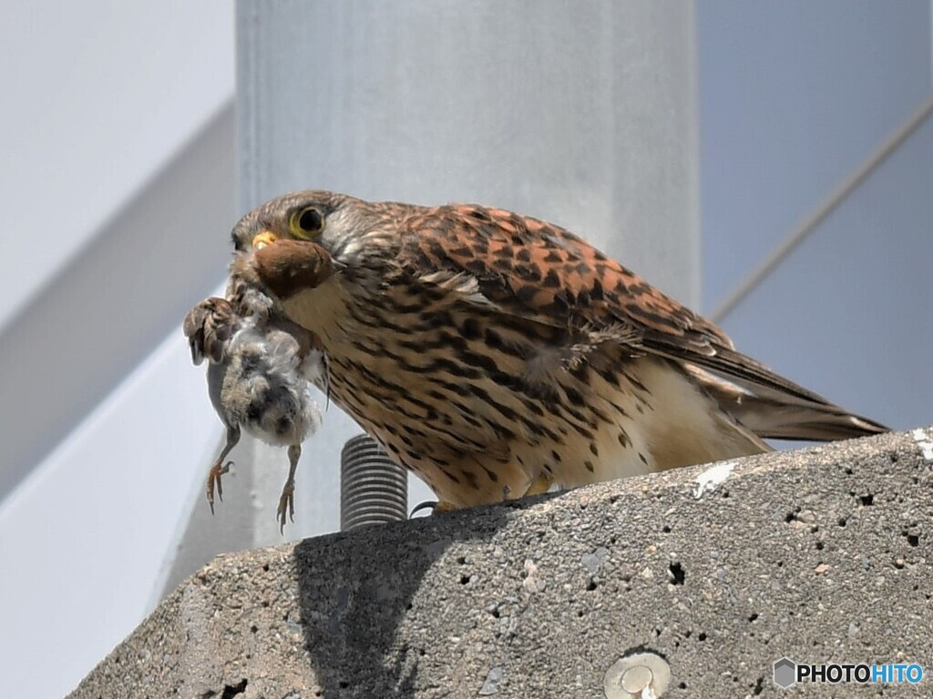 20200511　チョウゲンボウ-1