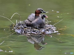 20190425-1　カイツブリ