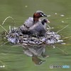 20190425-1　カイツブリ