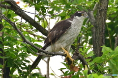 Northern Goshawk （オオタカ）