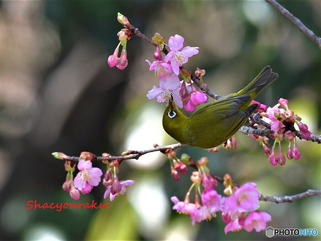 20220312　河津桜とメジロ➀