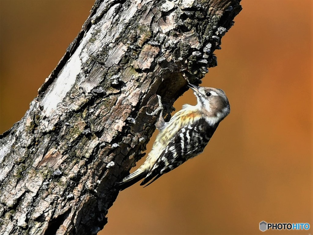 20181130-2　紅く染まりて