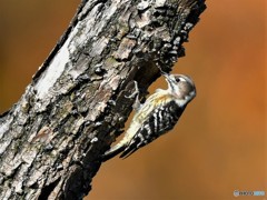 20181130-2　紅く染まりて