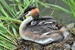 20180627-2 カンムリカイツブリ