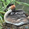 20180627-2 カンムリカイツブリ