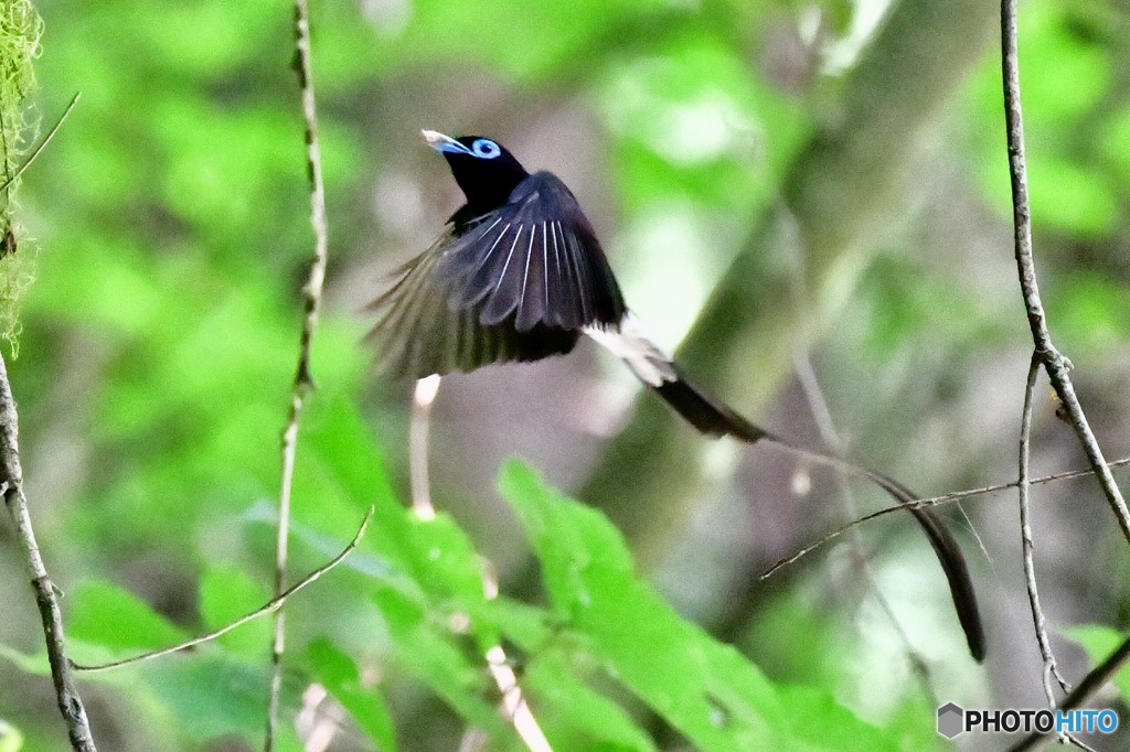 サンコウチョウのホバ