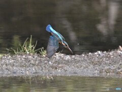 20200204　カワセミ-1