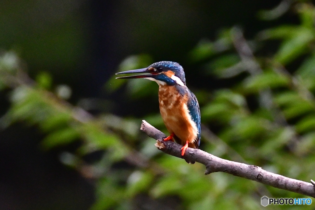新しい止まり木