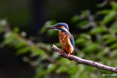 新しい止まり木