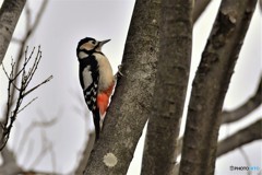 アカゲラ♀その3