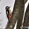 アカゲラ♀その3