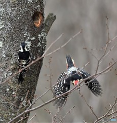 20190402-4　オオアカゲラ