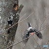 20190402-4　オオアカゲラ