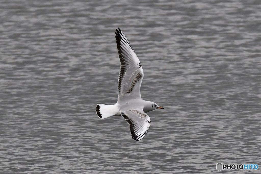 ユリカモメその2