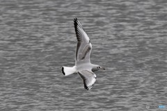 ユリカモメその2