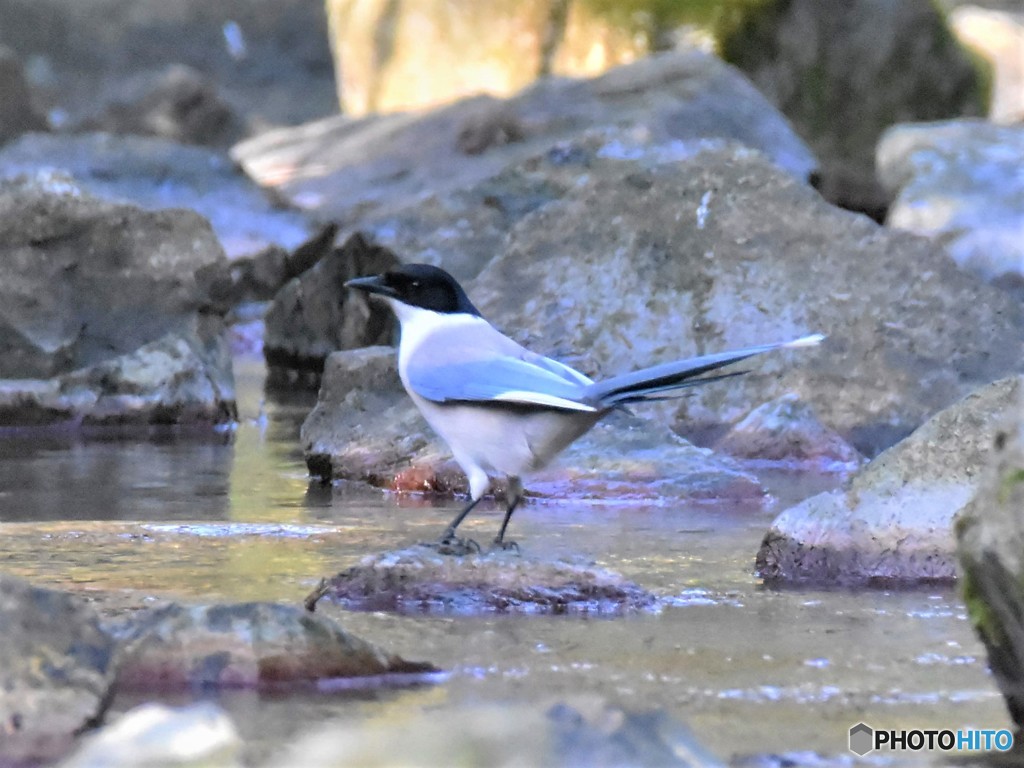 20190406-1　オナガ