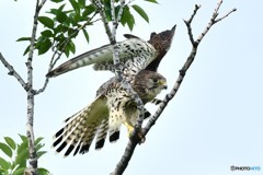 20180607-2 樹上パフォーマンス