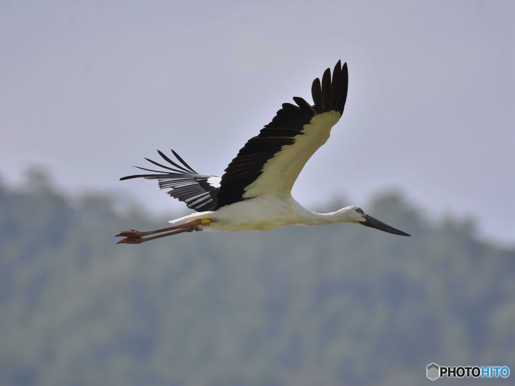 20180918-2 今日のコウノトリ