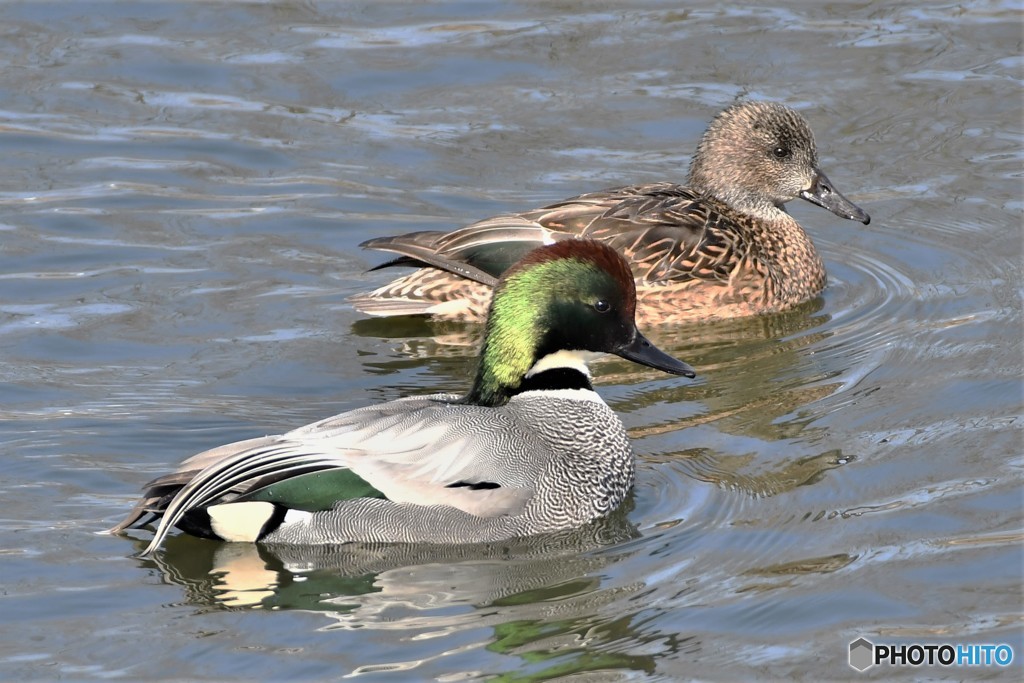 ナポレオン20180220-4