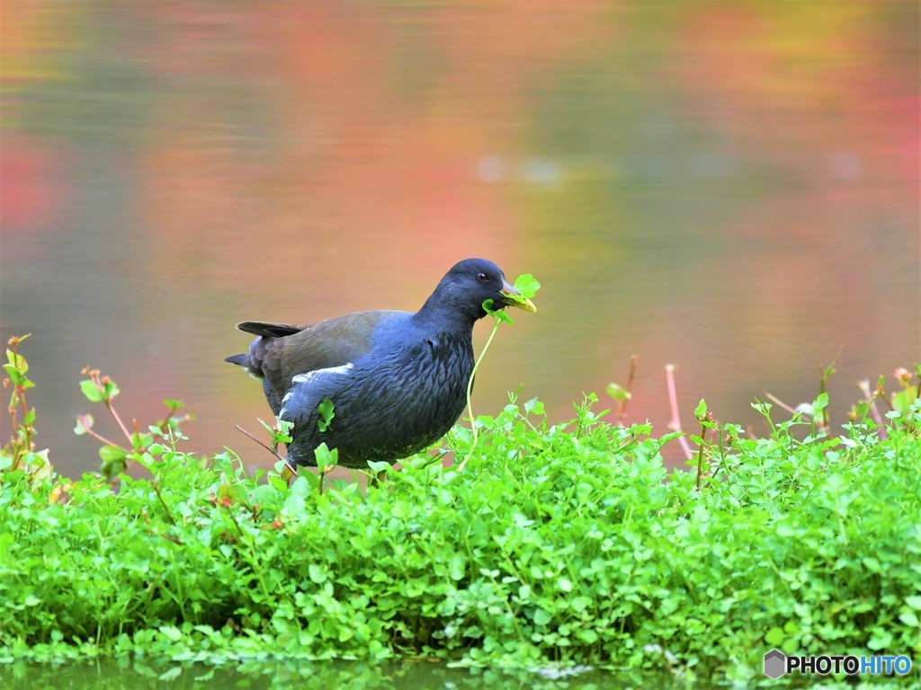 20181130-3　紅く染まりて
