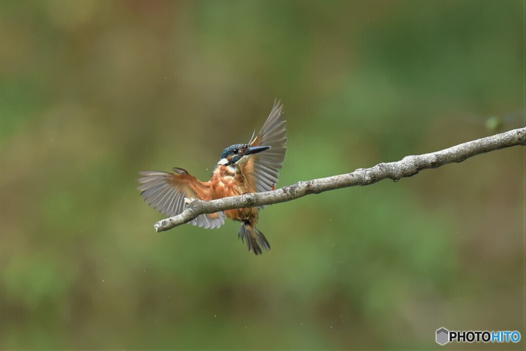 20190809　今日のカワセミ-3