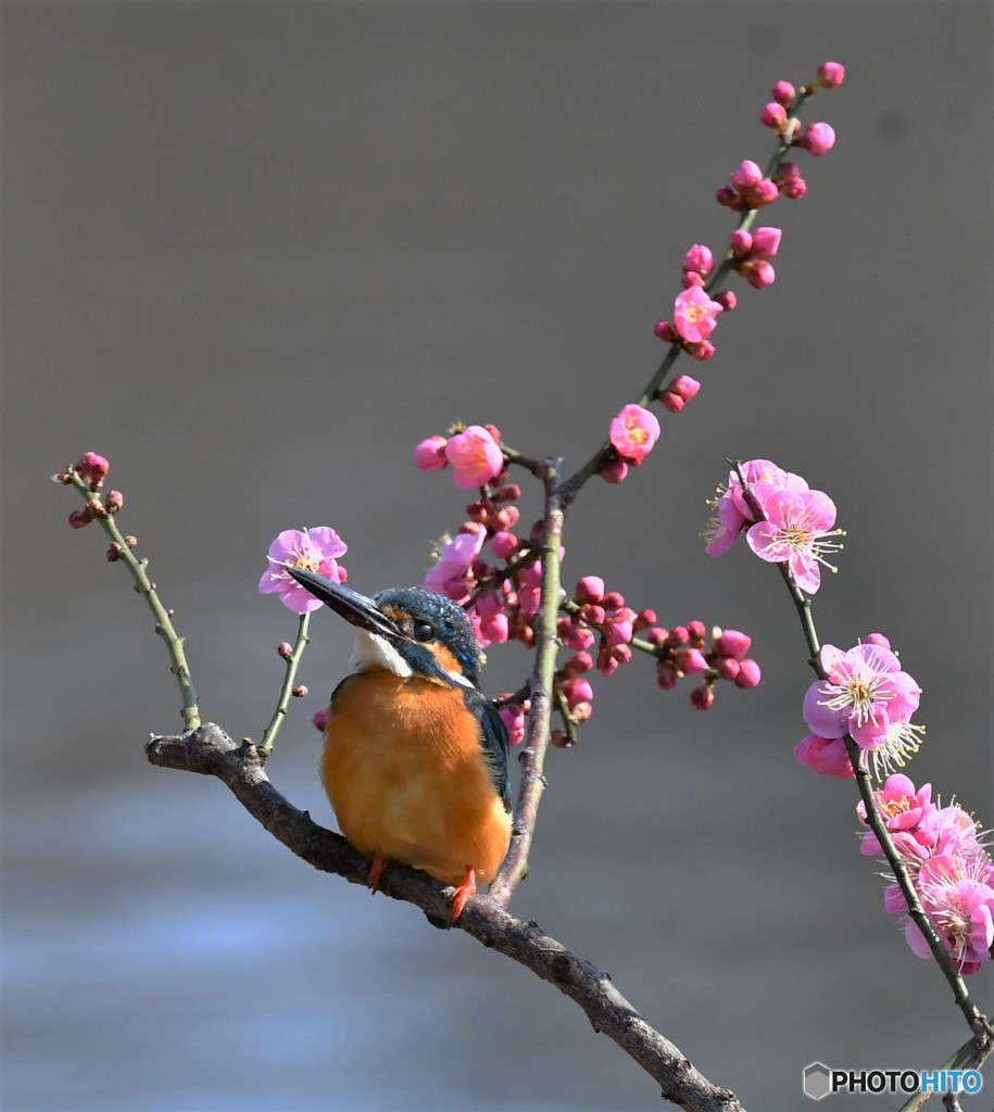 20190218－1　カワセミと梅花