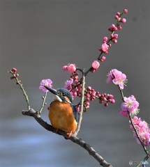 20190218－1　カワセミと梅花