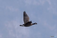 シジュウガラガン-2