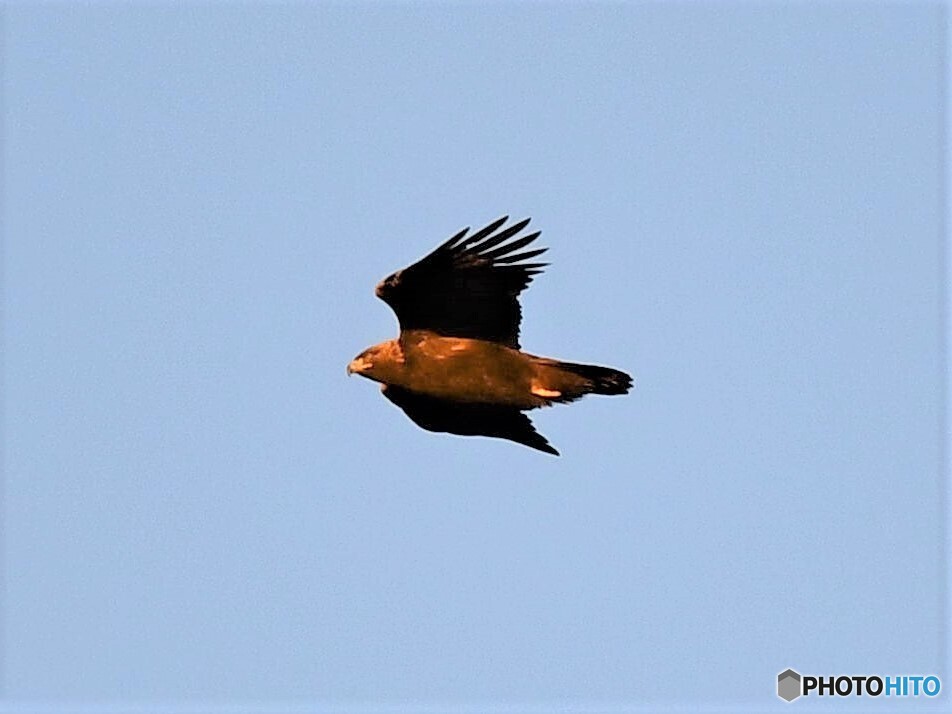 20191112　Golden Eagle-2