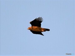 20191112　Golden Eagle-2