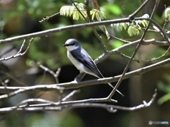 20190427-1　サンショウクイ